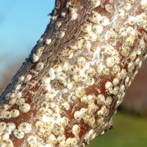 Live Webinar 02/20/26: Decoding Scale Insects: ID and Treatment For A Growing Problem