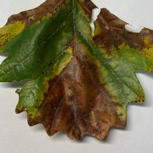 Live Webinar 5/26/26 - Bur Oak Blight