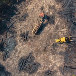Construction-Damaged Trees: Recovery Products, Methods, and Case Studies