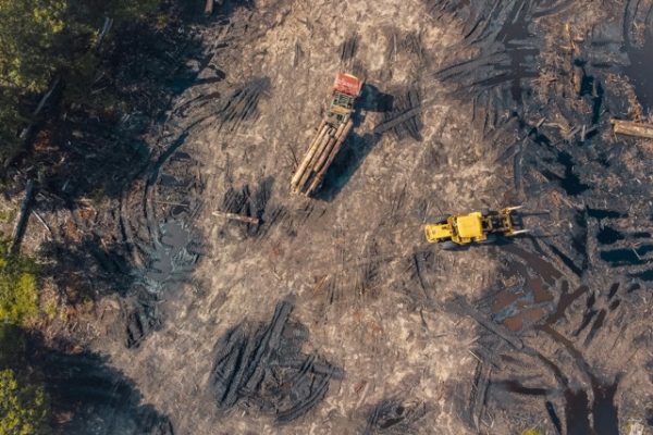 Construction-Damaged Trees: Recovery Products, Methods, and Case Studies