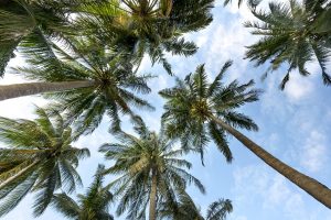 palm trees, coconut trees, tropical-3058728.jpg