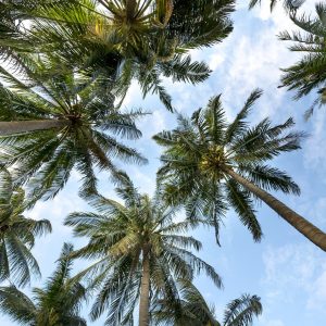 palm trees, coconut trees, tropical-3058728.jpg