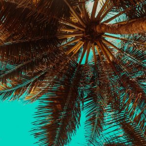 palm trees, tropical, summer-3619180.jpg