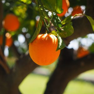 orange, fruit, tree-1117645.jpg