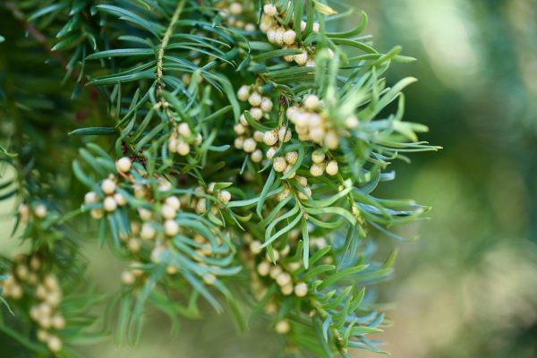 yew, english yew, taxus baccata-7842242.jpg