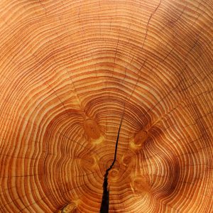 annual rings, tree, wood-3212803.jpg